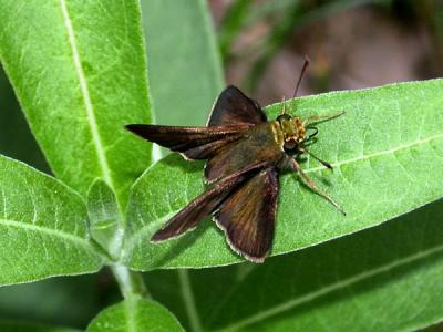 dun-skipper-male-4334.jpg