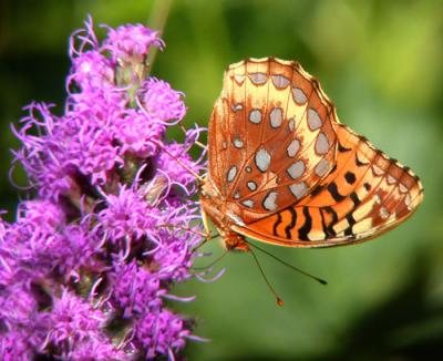 gr-spangled-fritillary-4426.jpg