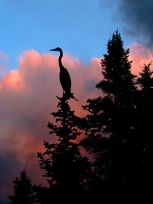 great-blue-heron-sunset-583.jpg