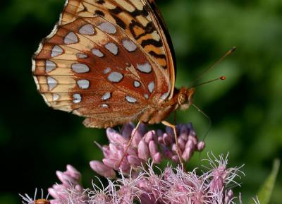 gs-fritillary-4819.jpg