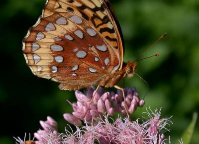 gs-fritillary-4819.jpg