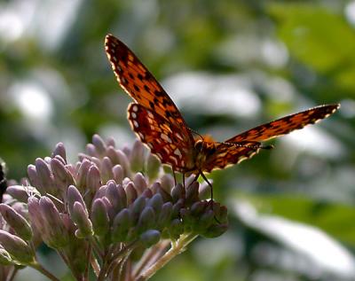 silver-bordered-fritillary.jpg