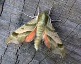 virginia-creeper-sphinx-mo.jpg