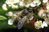 Apis Mellifera - Honeybee