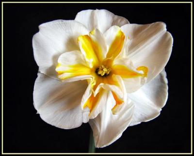 DblDaffodil.6355