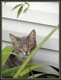 Roxannes Kitty.5812