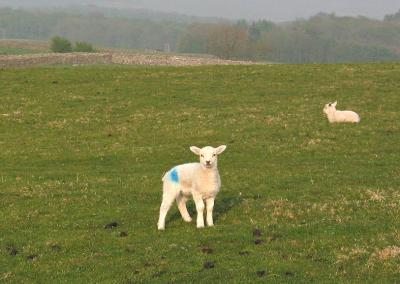 lambs