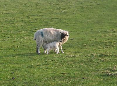 lamb and sheep
