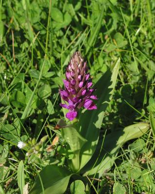 orchid