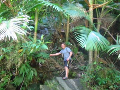 El Yunque rain forest