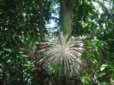 El Yunque rain forest