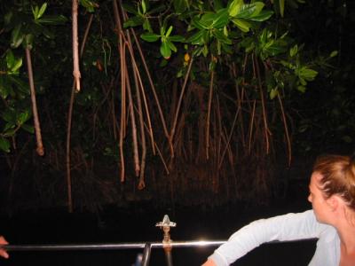 Red mangroves