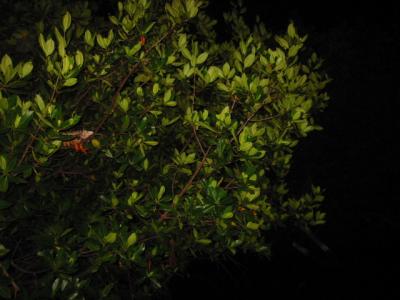 Iguana in a tree