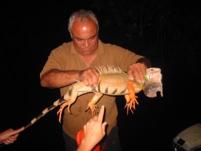 Iguana plucked from a tree