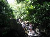 El Yunque rain forest