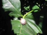 The biggest snail poo in the world