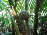 El Yunque rain forest
