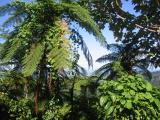 El Yunque rain forest