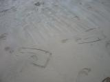 Flipper footprints