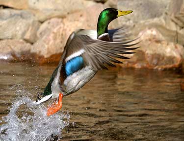 Blastoff - Duck