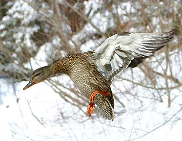 Snow Landing - Duck