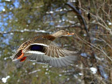Making For The Trees - Duck
