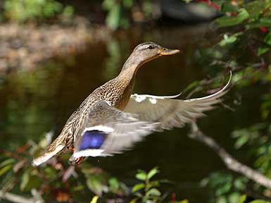 Up And Away - Duck