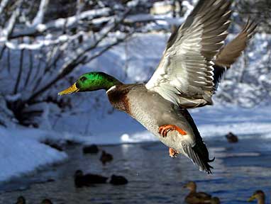 Frigid Flight