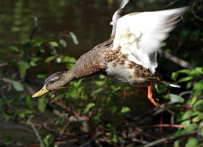 Quit Following Me - Duck