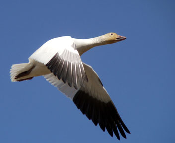 Goose In Flight