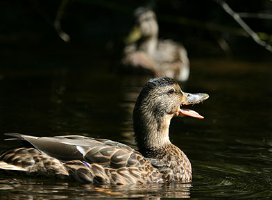 Calling Her Mate - Mallard Duck