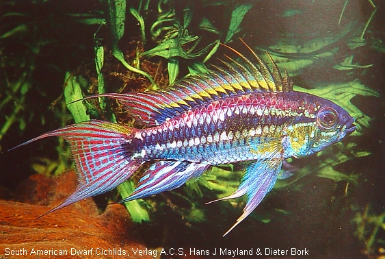 A. Bitaeniata.jpg