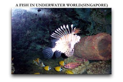 SINGAPORE-UNDERWATER-WORLD.jpg