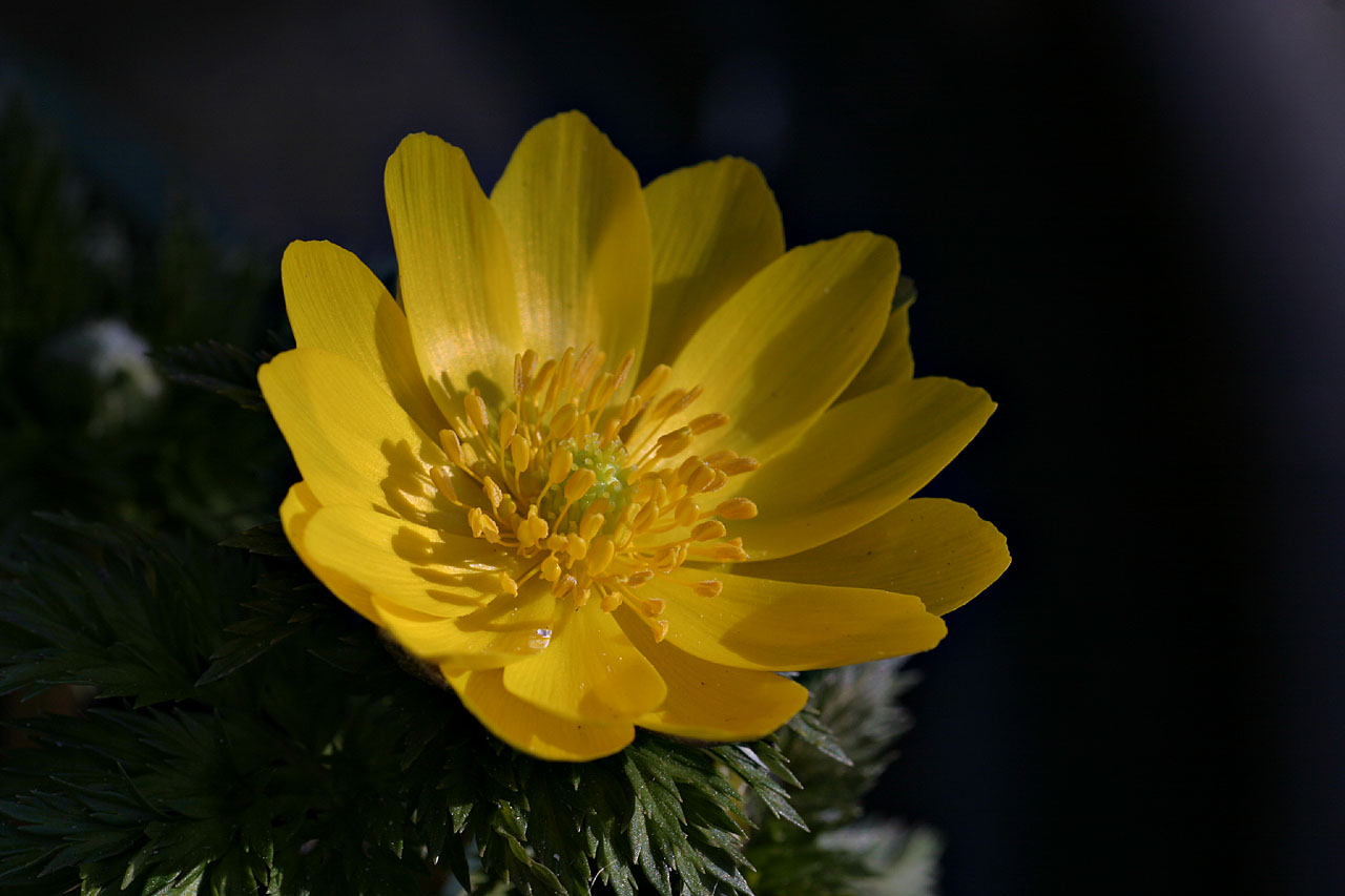 Adonis