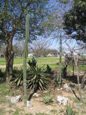 Cacti Garden.JPG