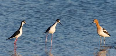 ca_baylands