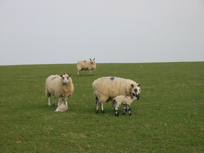 A Bucolic scene