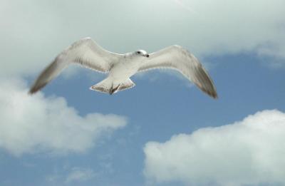 A flying Gull