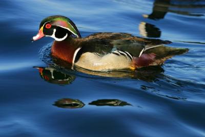 Wood Duck
