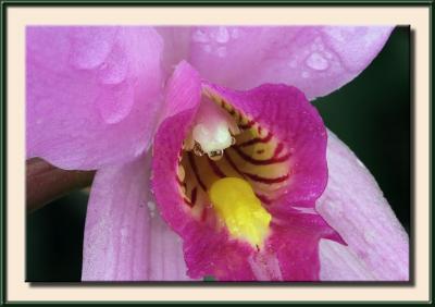 Wet Cymbidium