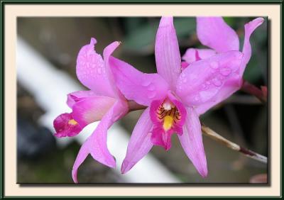Backyard Orchids
