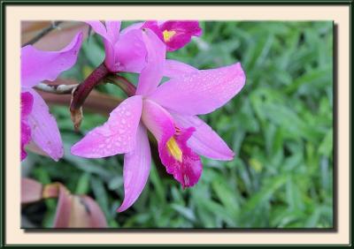 Backyard Orchid