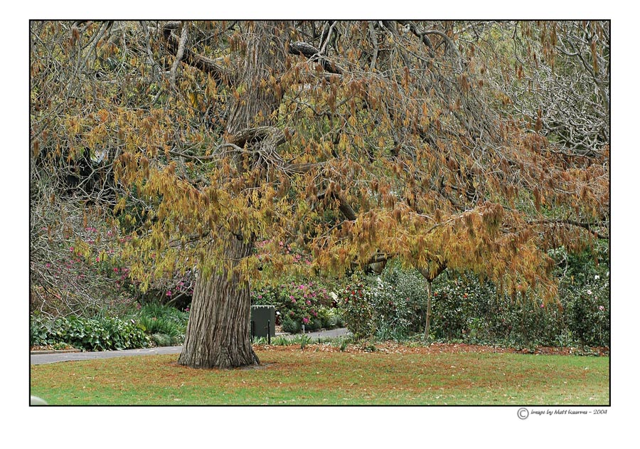tree.jpg