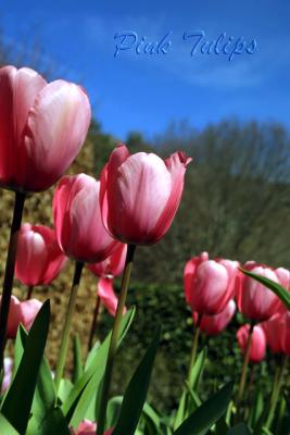 Pink tulips with Text