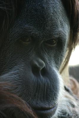 Orangutan.jpg