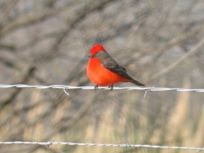 Vermilion Flycatcher