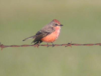 Vermilion Flycatcher