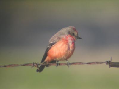 Vermilion Flycatcher
