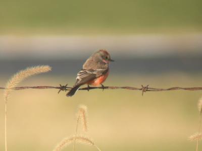 Vermilion Flycatcher