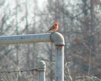 Vermilion Flycatcher